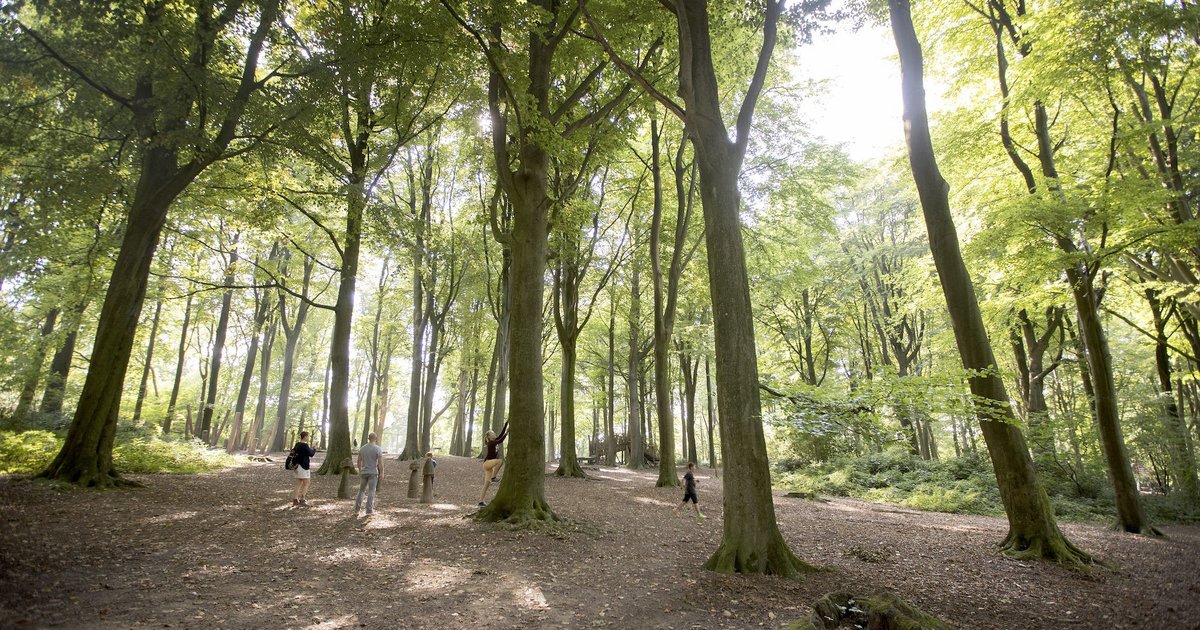 4x Wandelen in de bossen | In de Vlaamse Ardennen