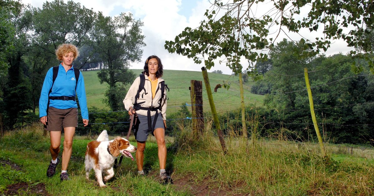 3x honden toegelaten In de Vlaamse Ardennen