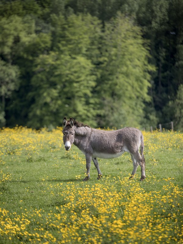 Een ezel in een veld in de Everbeekse bossen