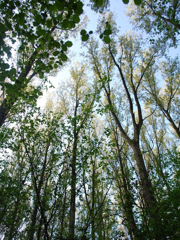 bomen Kloosterbos