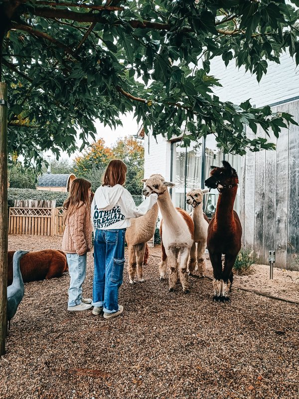 Alpacawandeling
