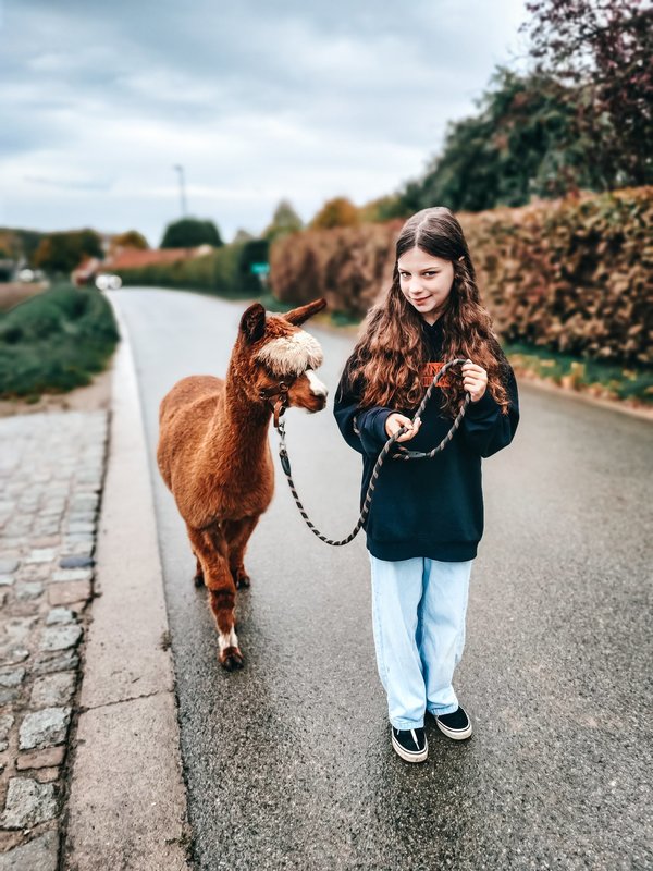 Alpacawandeling