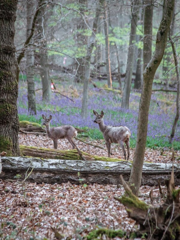 Boshyacinten Brakelbos