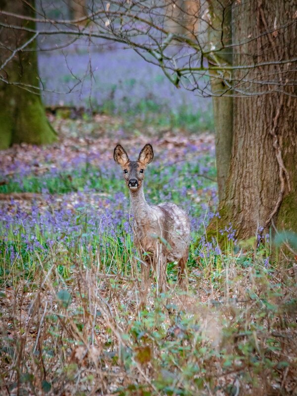 Boshyacinten Brakelbos
